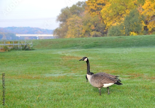 Canada Goose on a grass area in a park during Autumn