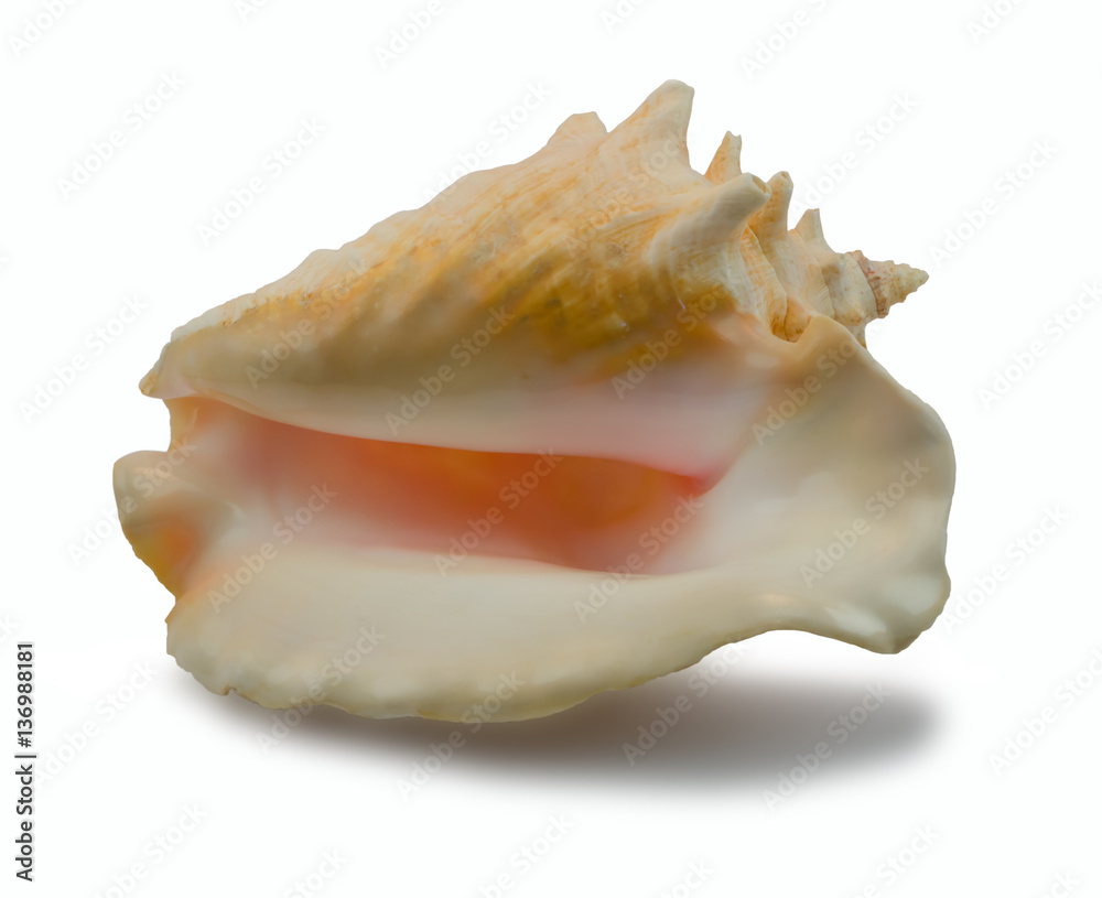 Big Seashell (Strombus gigas) on a white background Big Seashell (Strombus gigas) on a white background