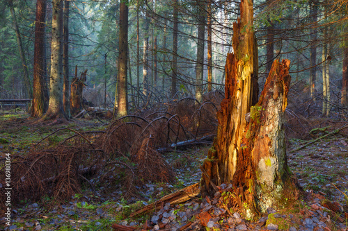 Vászonkép Mostly coniferous stand in morning with stump in foreground