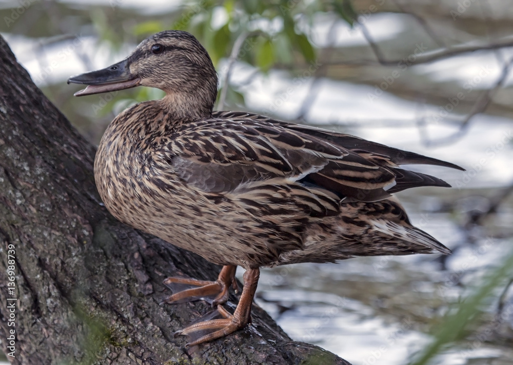 Fototapeta premium Duck sitting on the tree. Mallard, or Wild duck (Anas platyrhynchos).