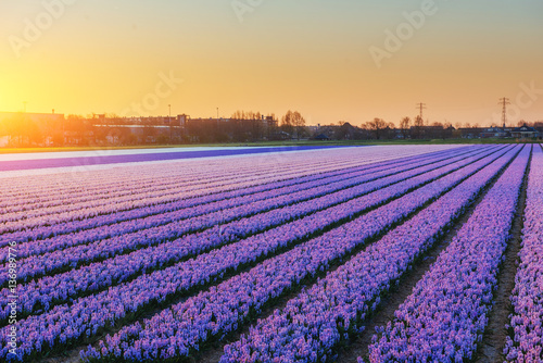 Fields hyacinths blooming flowers on the fantastic sunset. Beaut