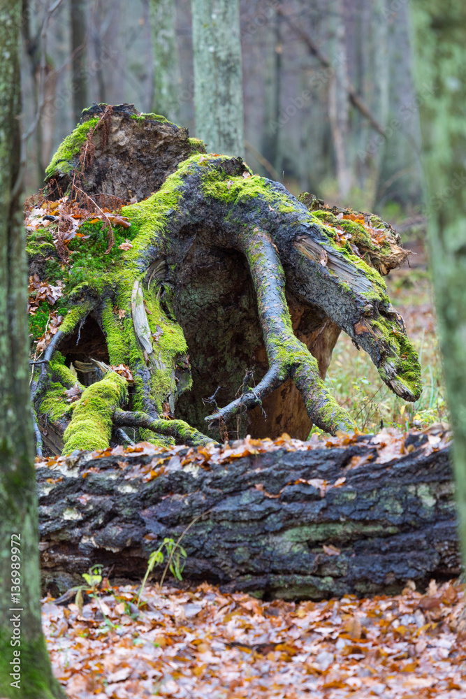 Obraz premium Wind broken old Pine Tree stump