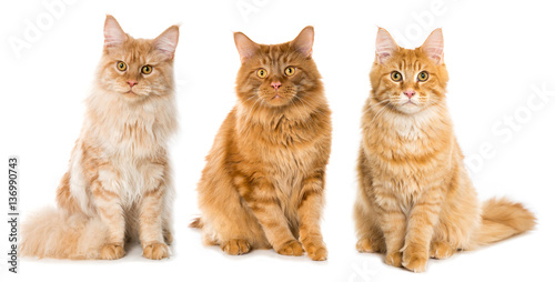 Fototapeta Naklejka Na Ścianę i Meble -  Drei Maine Coon Kater