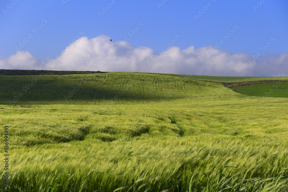 Obraz premium Springtime.Between Apulia and Basilicata: hilly landscape with green cornfields.ITALY. Ears of immature corn in the wind. 