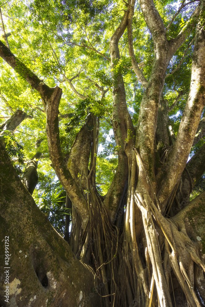 Fototapeta premium Riesiger Baum