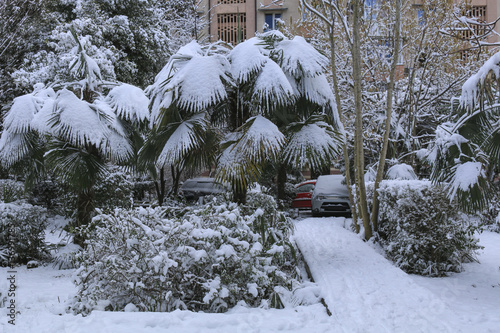 Snowfall in the park. Palm trees under snow in unusually cold weather photo