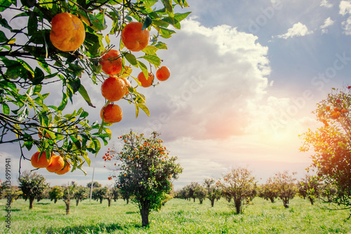 Fantastic views of the beautiful tree species in Italy. Sicily photo