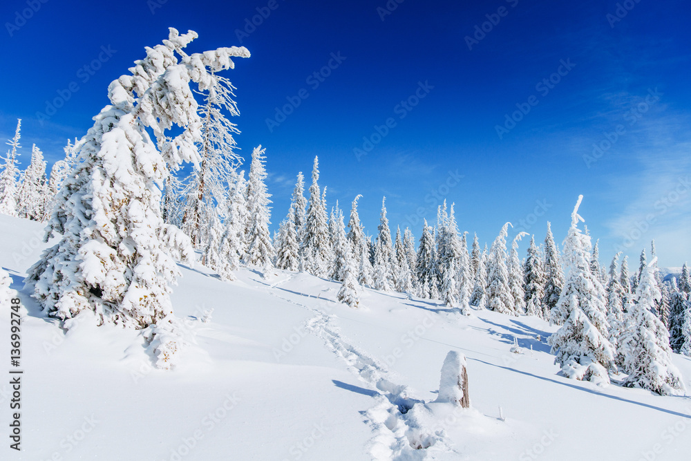 Fantastic winter landscape, steps, the mountains. Carpathian, Ukraine, Europe.