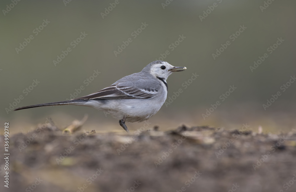 White wagtail with brakfast