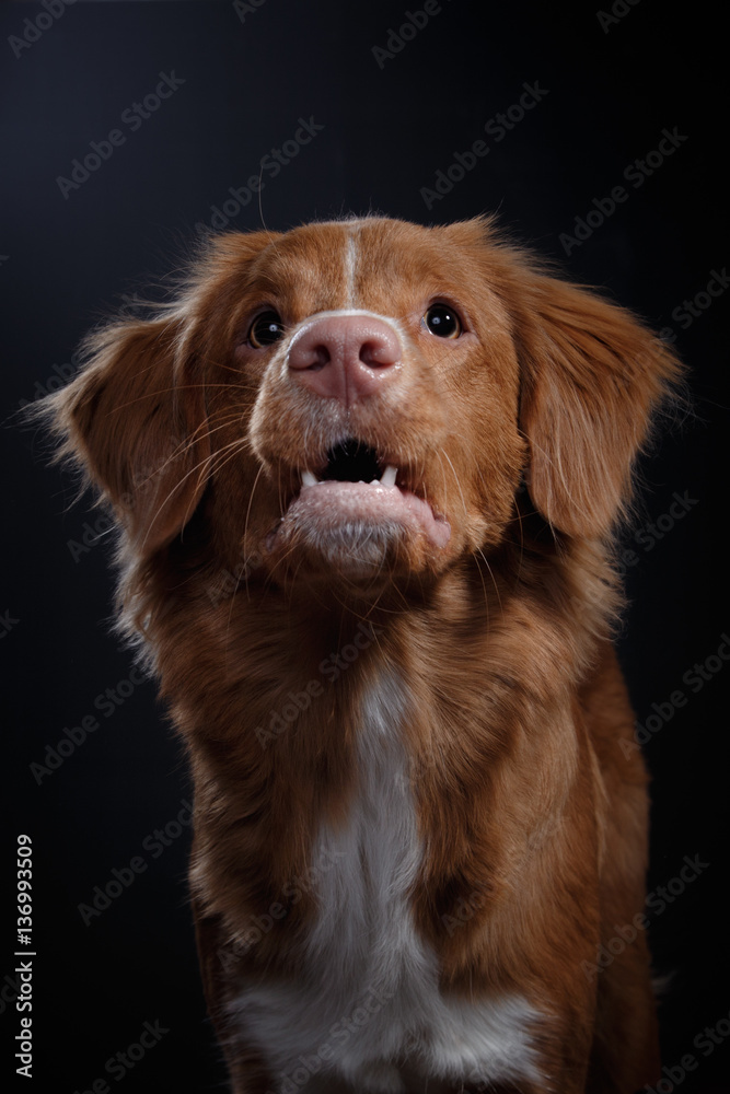 Portrait of a dog in studio, emotion