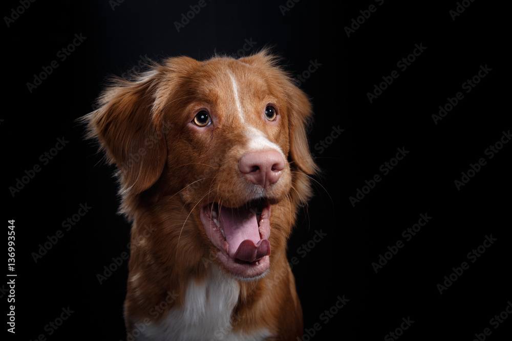 Portrait of a dog in studio, emotion