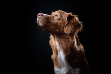Portrait of a dog in studio, emotion