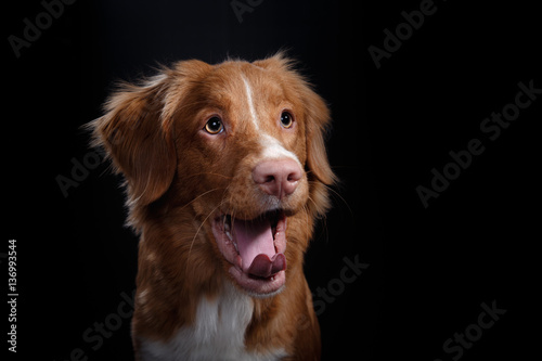 Fototapeta Naklejka Na Ścianę i Meble -  Portrait of a dog in studio, emotion