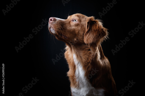 Portrait of a dog in studio, emotion