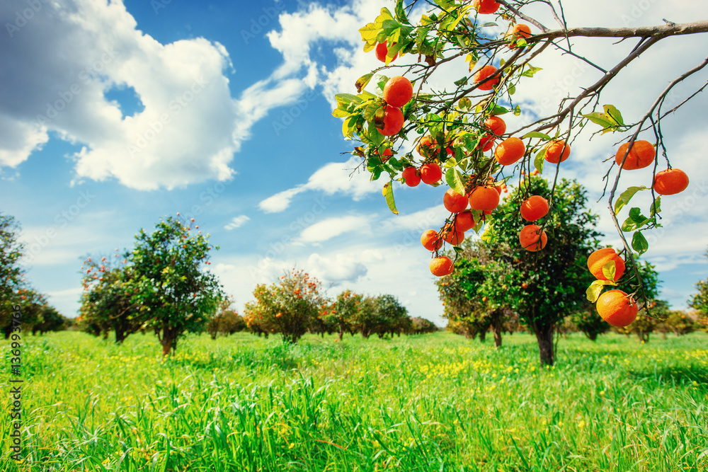 Fototapeta premium Fantastic views of the beautiful orange trees in Italy.