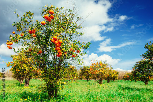 Fantastic views of the beautiful orange trees in Italy.