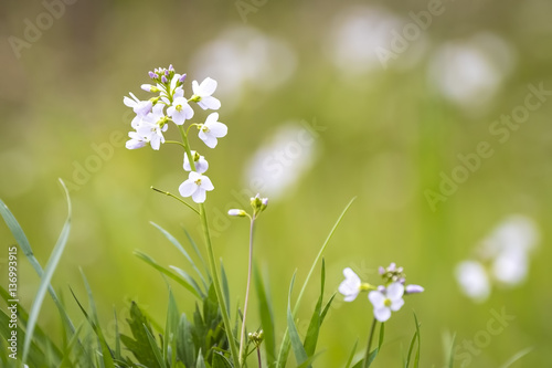 Cuckooflower blooming in a meadow photo