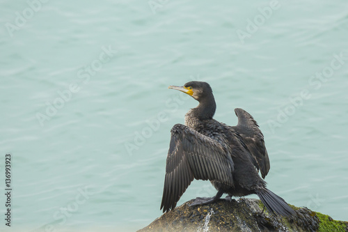 Great Cormorant drying wings