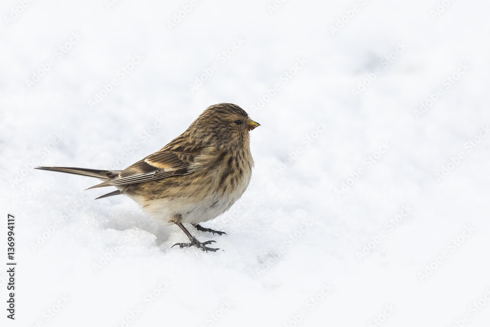 Twite (Carduelis flavirostris) bird closeup Twite (Carduelis flavirostris) bird closeup
