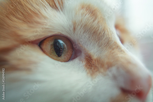 Macro Cat