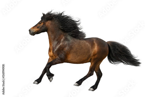 Bay pony with long mane run isolated on white background