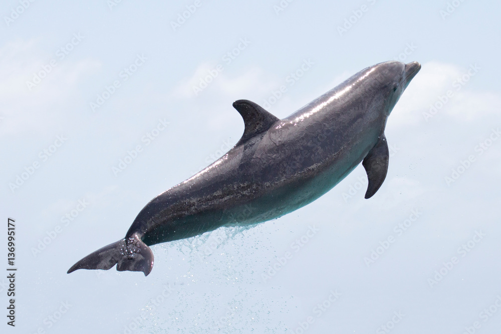 Fototapeta premium Fliegender Delfin