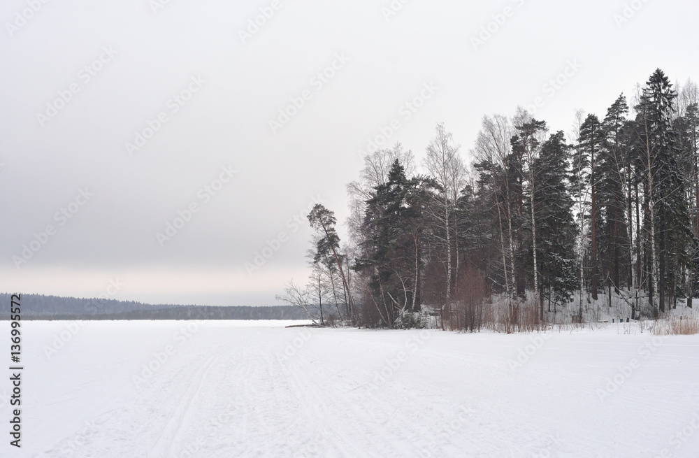 Fototapeta premium Winter landscape in pine tree forest, Karelian isthmus, Russia.