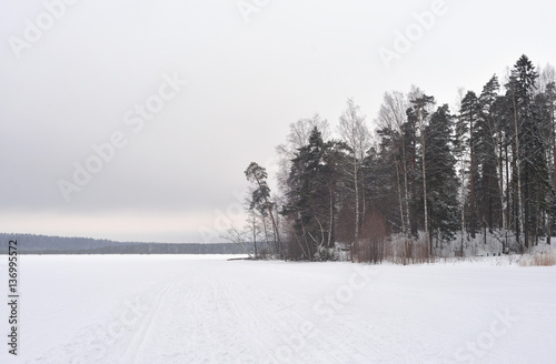 Winter landscape in pine tree forest  Karelian isthmus  Russia.