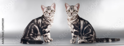 Foto Two American shorthair kittens on silver background