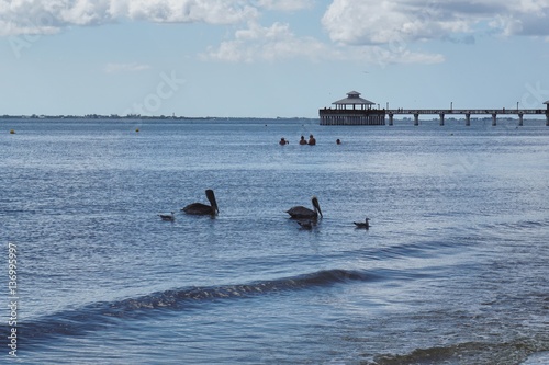 Seevögel in Florida