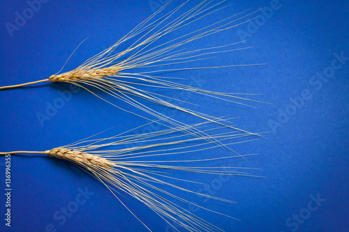 Barley ears composition on blue cardboard, close up