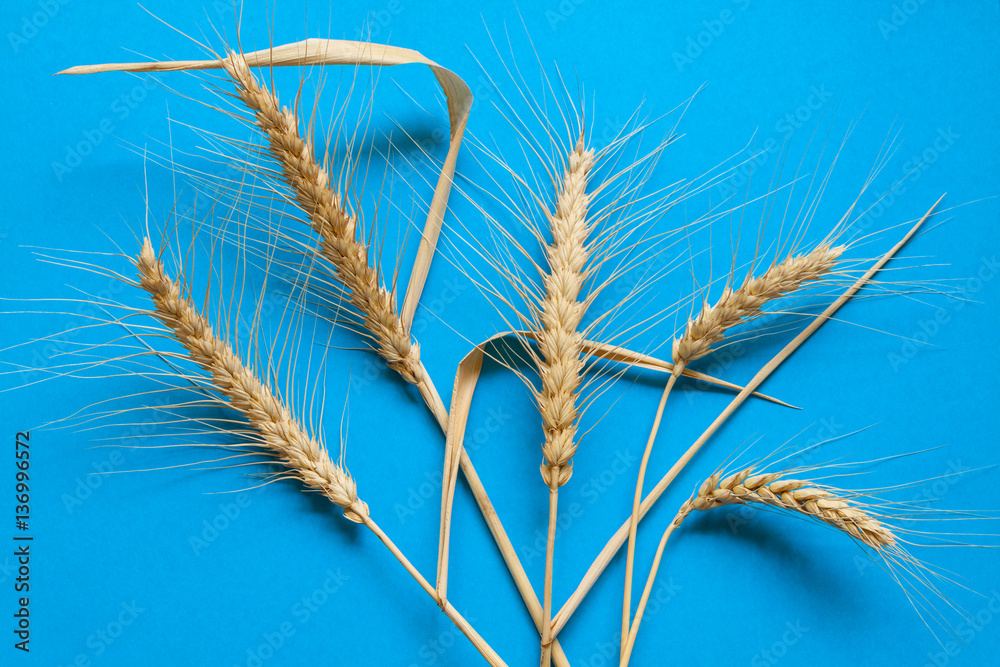 Fototapeta premium Hard wheat composition on blue cardboard, close up