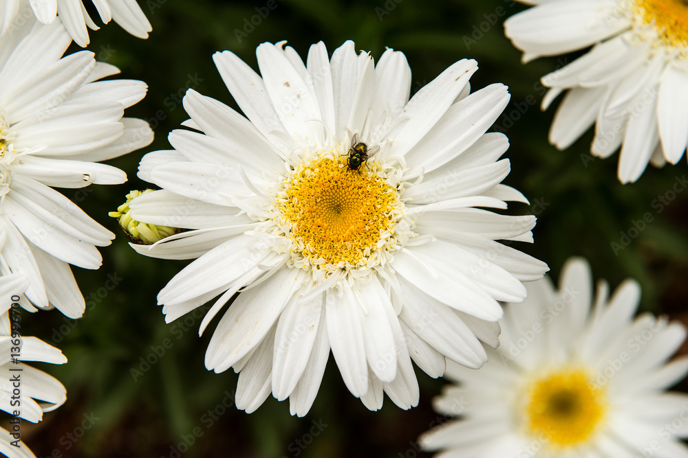 Fototapeta premium White Daisy
