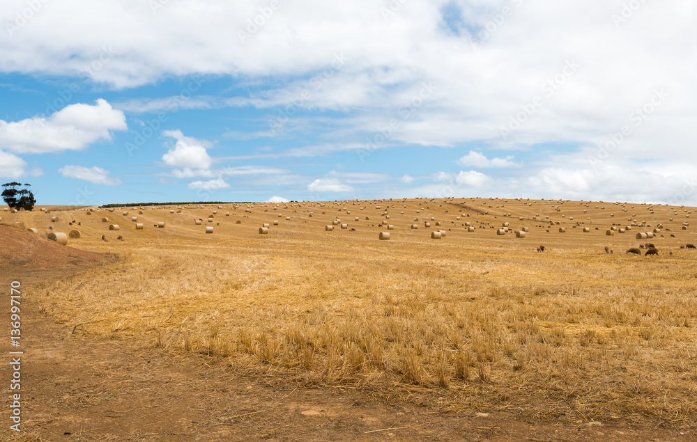 Straw bales on a harvested wheat field Straw bales on a harvested wheat field