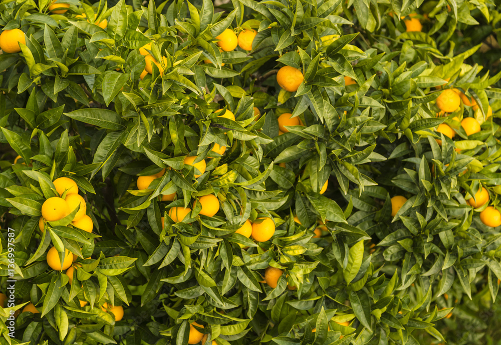 A tangerine plant full with tangerine fruits which is an ornamental plant in Grottammare, Marche, Italy A tangerine plant full with tangerine fruits which is an ornamental plant in Grottammare, Marche, Italy