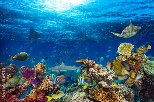 Fototapeta Naklejka Na Ścianę i Meble -  colorful underwater coral reef background with many fishes turtle shark and marine life
