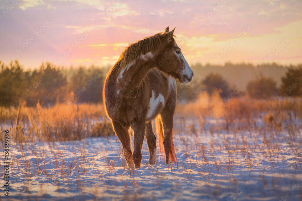 Fototapeta premium Red piebald horse runs on snow on sunset background