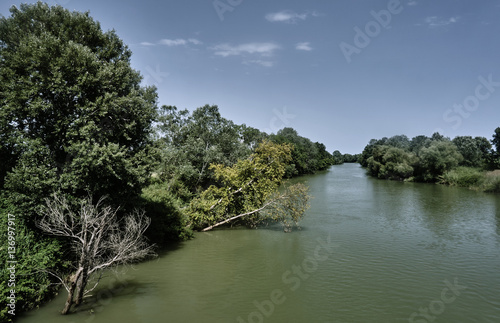 Trees growing along the river Pinios in Greece.