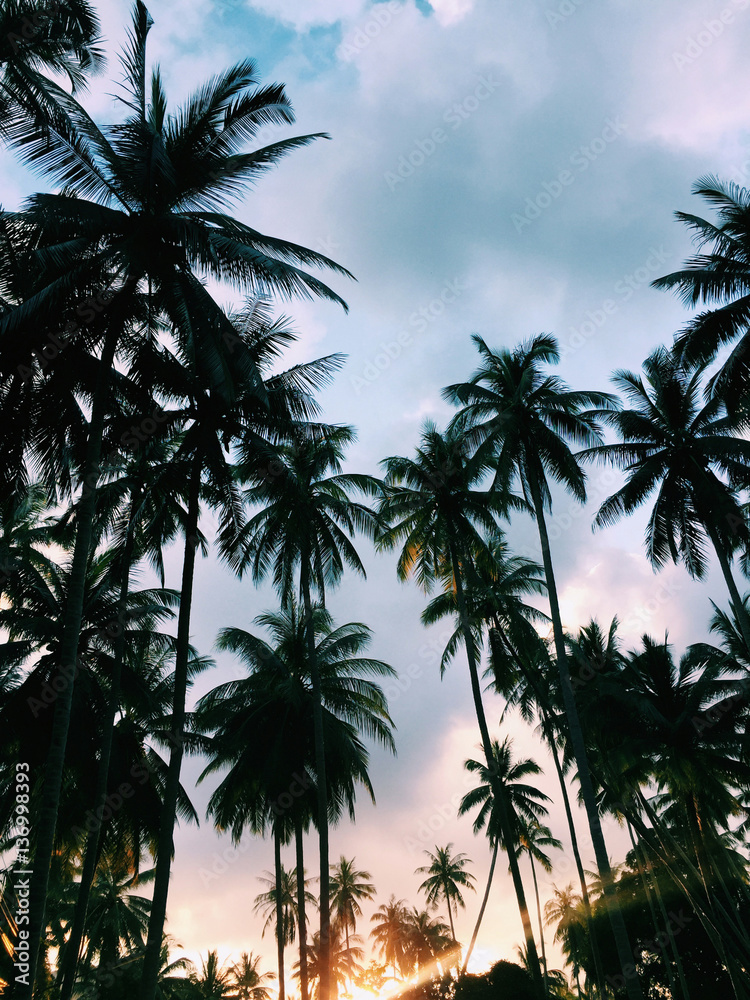 Obraz premium Palm trees at sunset
