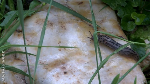 Slug on a white stone