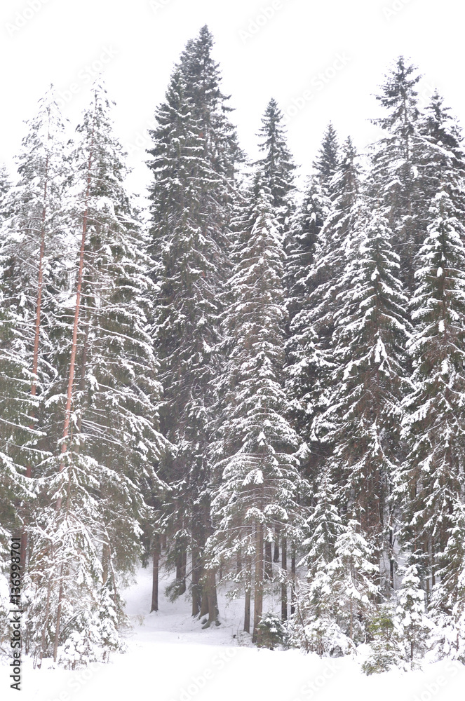 Pine tree forest at winter. Pine tree forest at winter.