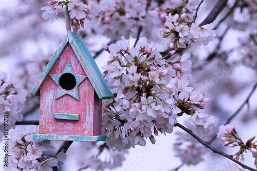 Pink and mint green birdhouse hanging in flowering tree © laurha
