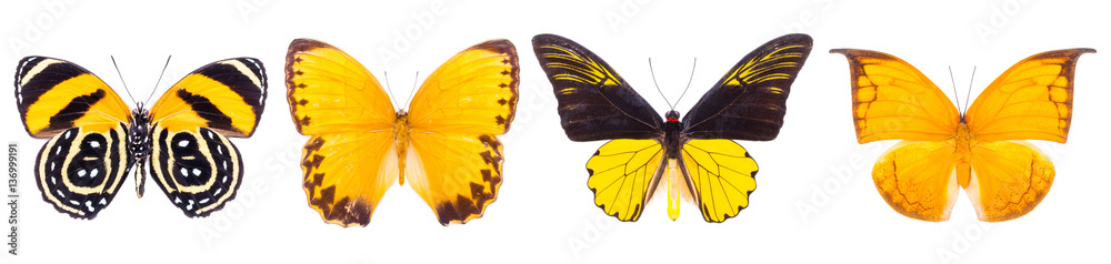 Fototapeta premium Set of four beautiful colorful butterflies isolated on white.