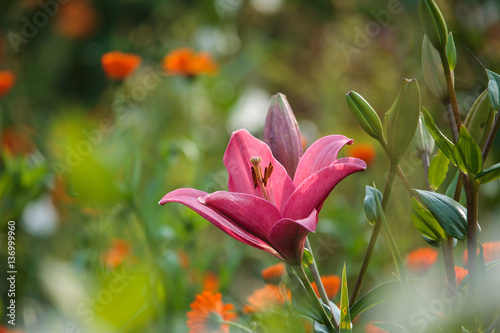 Fototapeta Naklejka Na Ścianę i Meble -  Pink lilly (Lilium) flower closeup in the summer