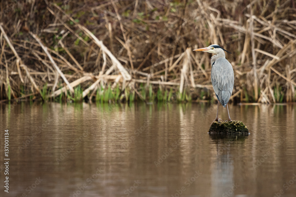 Grey Heron, Ardea cinerea Grey Heron, Ardea cinerea