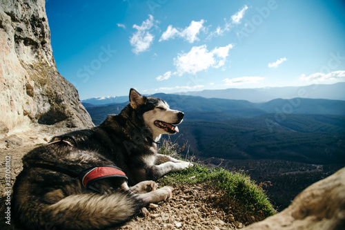 the dog pulls on the rope in a mountain