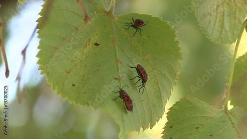 Bugs on a leaf