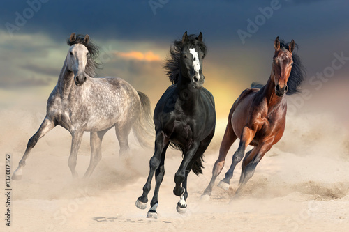 Fototapeta Naklejka Na Ścianę i Meble -  Three beautiful horse run gallop on desert dust against sunset sky