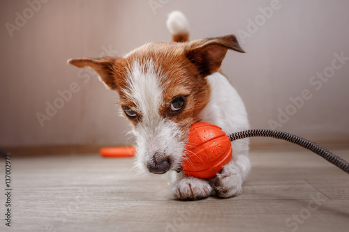 Canvas Print dog playing cheerful, happy in home decor
