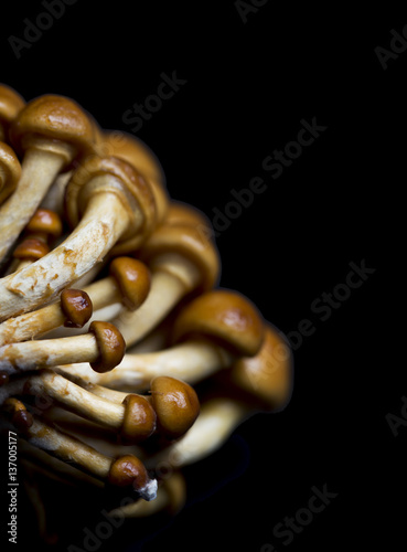 Mushroom (ID: 137005177)